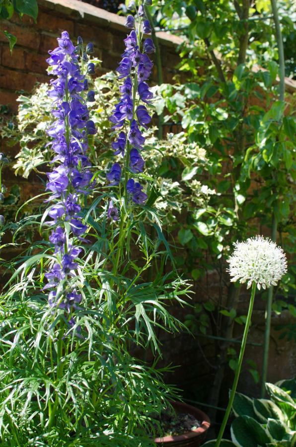 The Hollies Bed And Breakfast Uppingham Εξωτερικό φωτογραφία